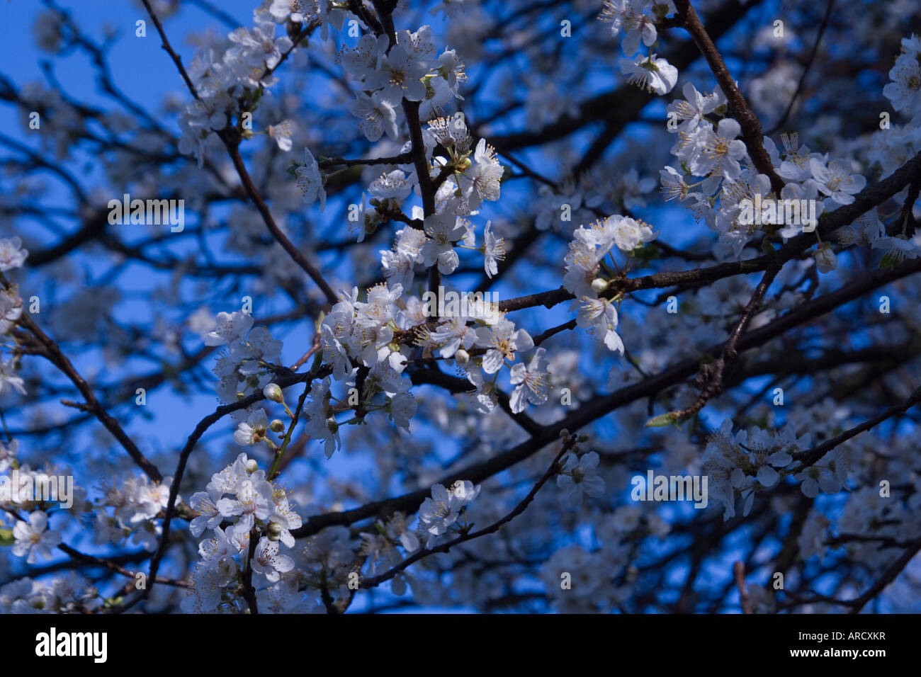 London cherry blossom trees hi-res stock photography and images - Alamy