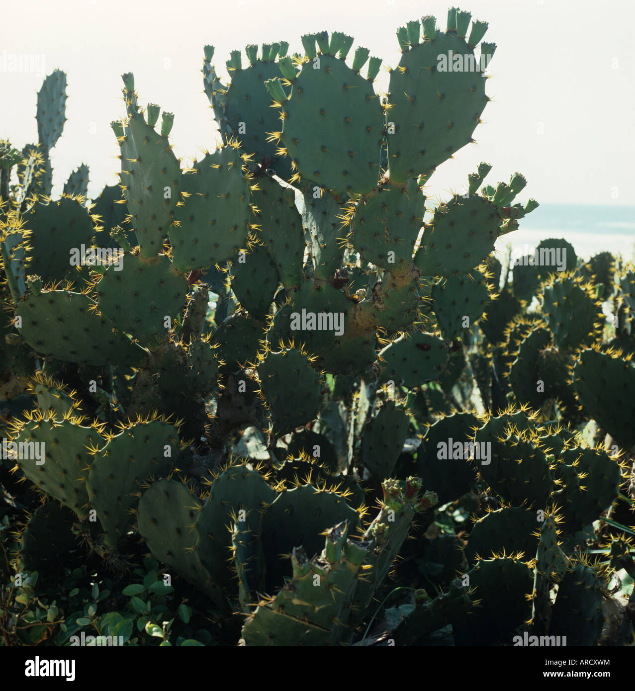 Back lit cactus plant prickly pear or barbary fig Opuntia ficus indica Florida USA Stock Photo