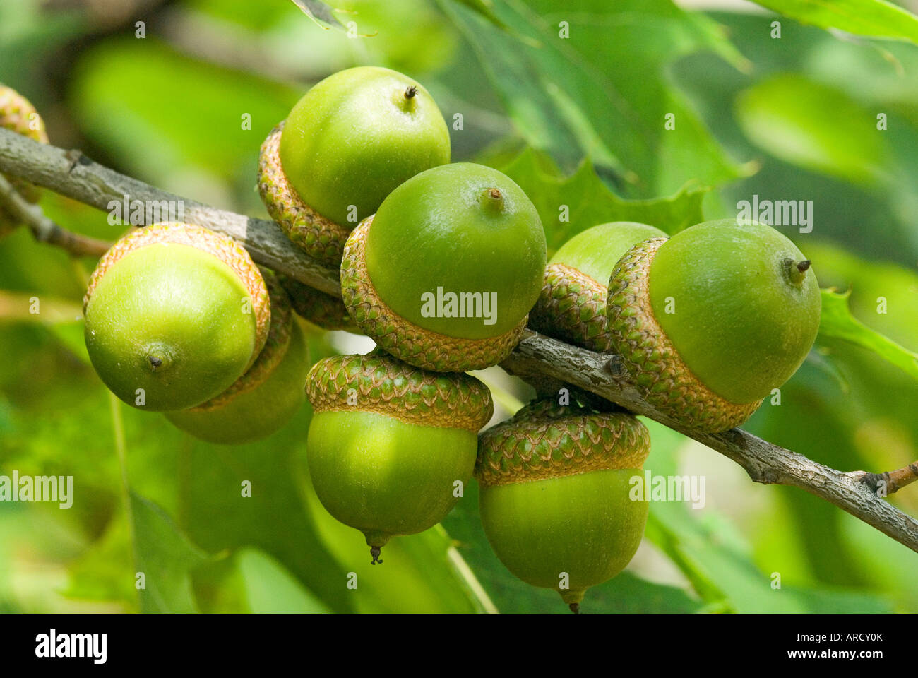 Green acorns close up Red oak Quercus rubra Stock Photo