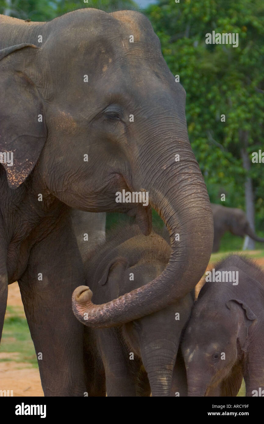 Kandy sri lanka baby hi-res stock photography and images - Alamy
