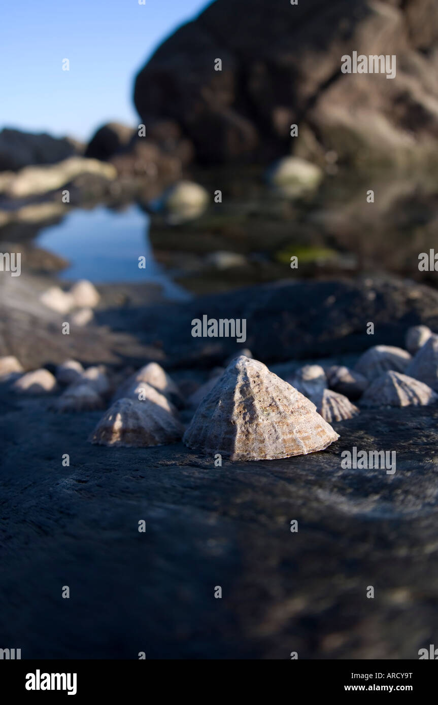 Barnacles on a rock Stock Photo Biology Diagrams