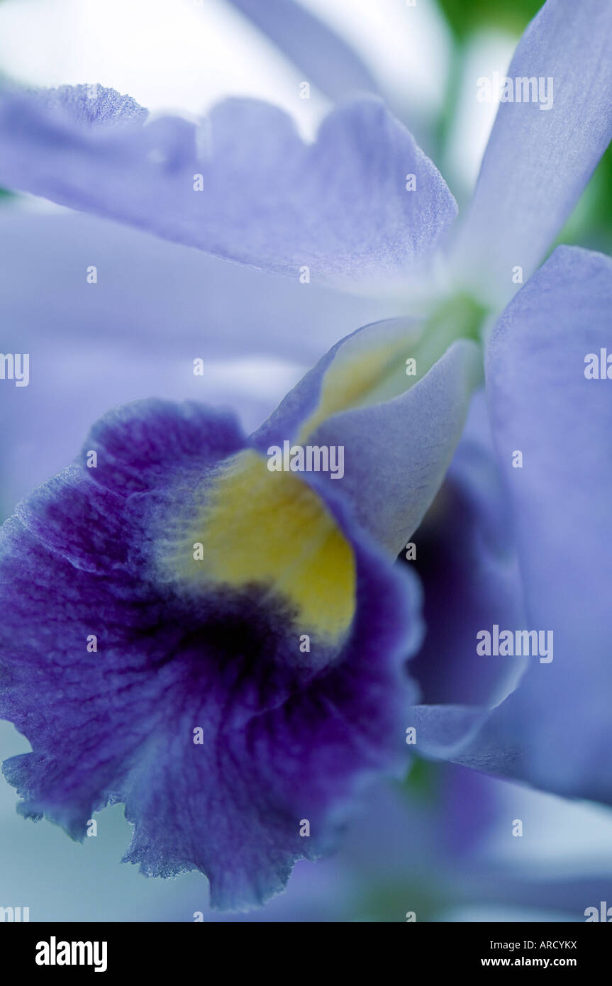 Cattleya in blue orchid Stock Photo