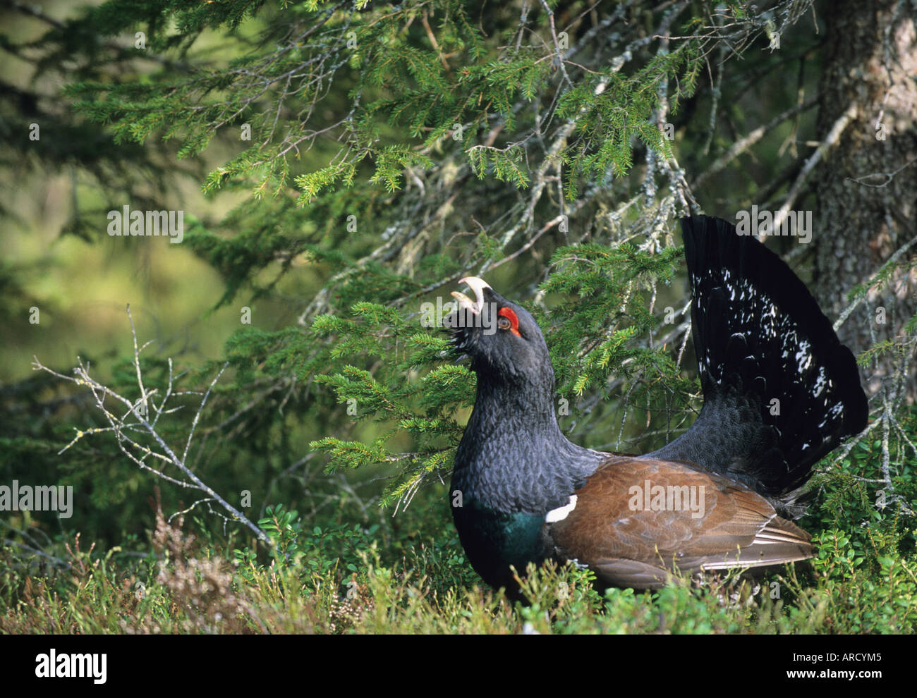 Capercaillie Tetrao urogallus, male displaying at lek in forest, Scottish Highlands, UK, April Stock Photo