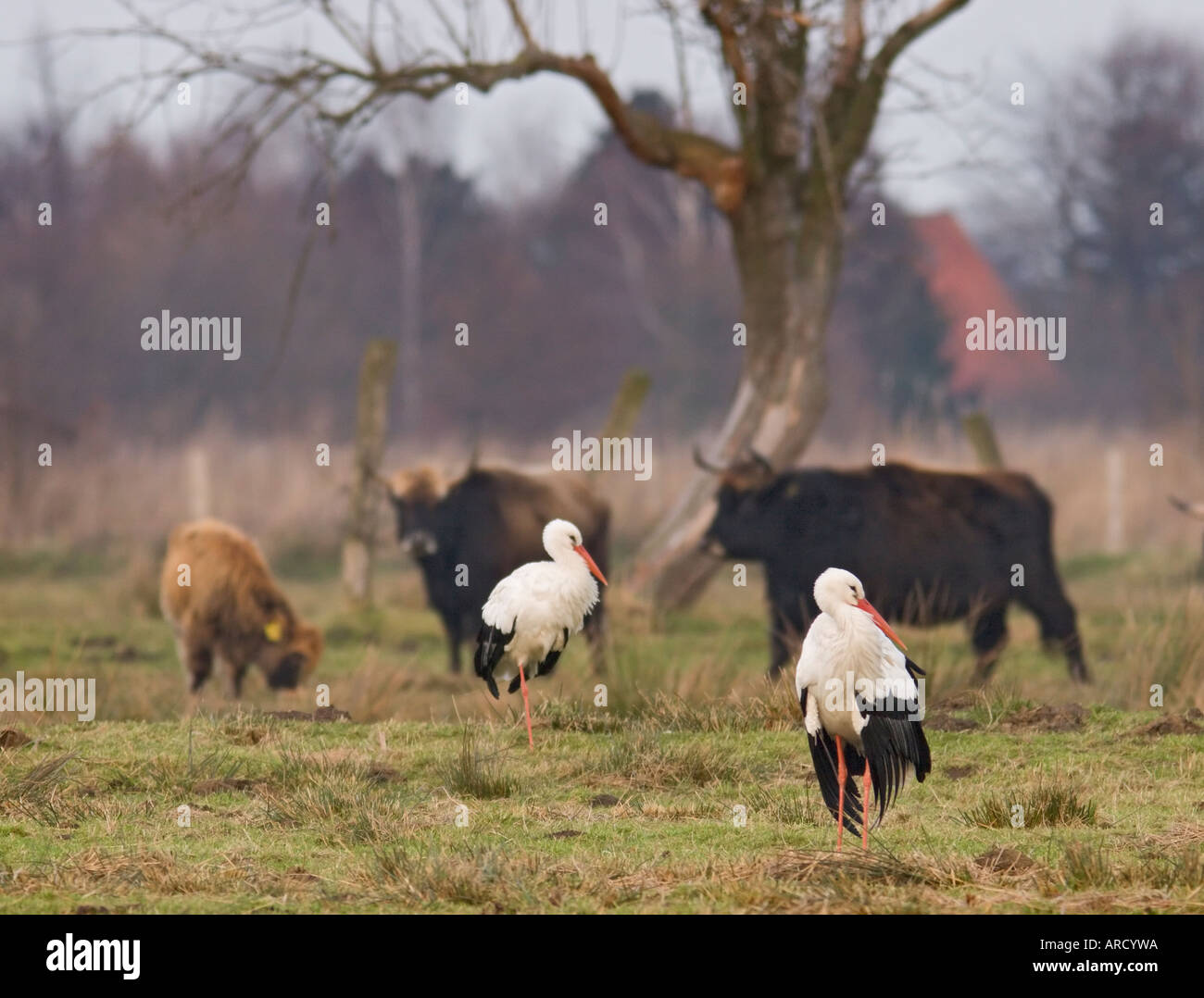 Two white storks (Ciconia ciconia) standing on a meadow together with cattle in the Muenster Rieselfelder preserve Stock Photo