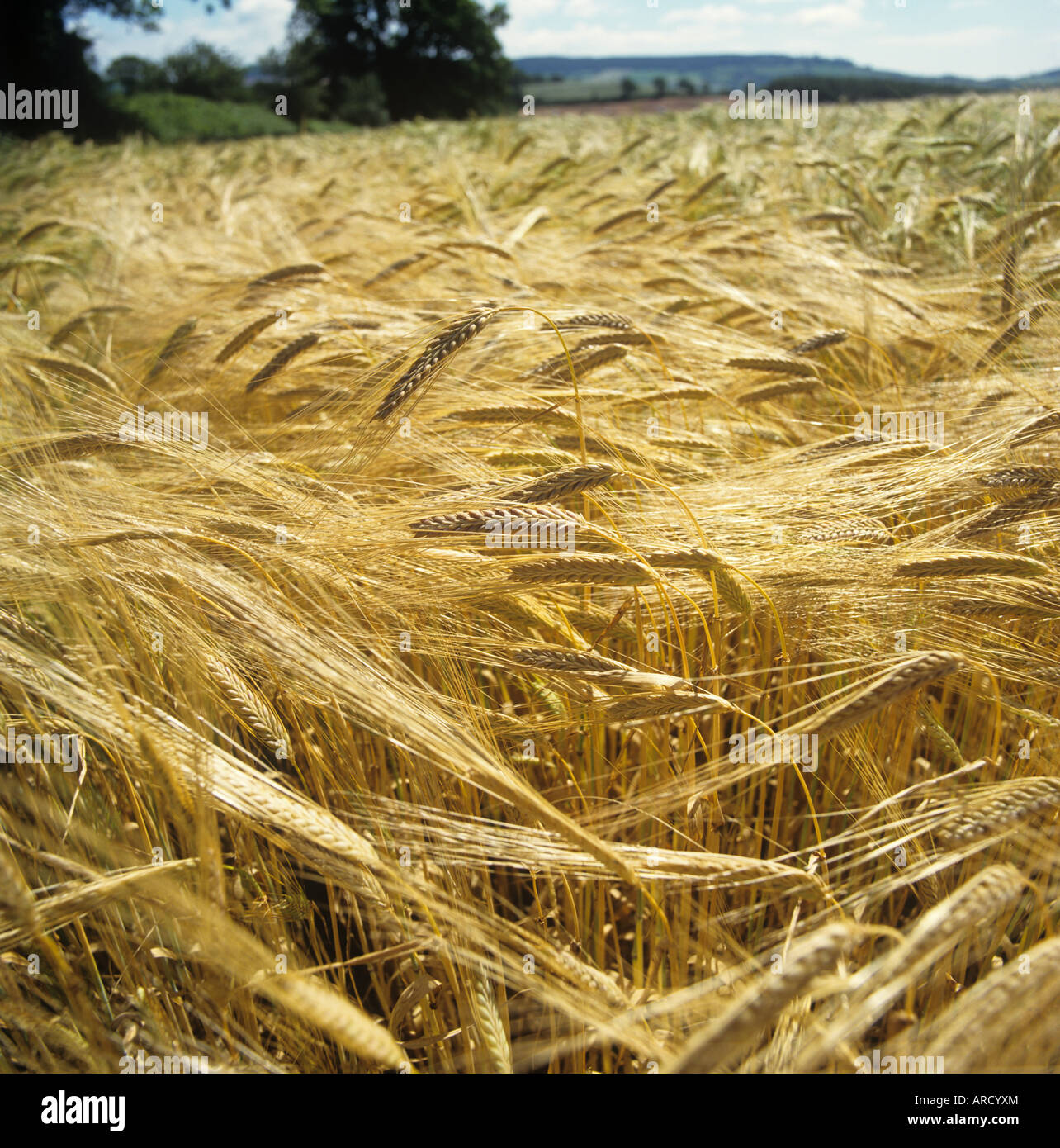 Ripening barley crop on a fine day in summer Devon Stock Photo