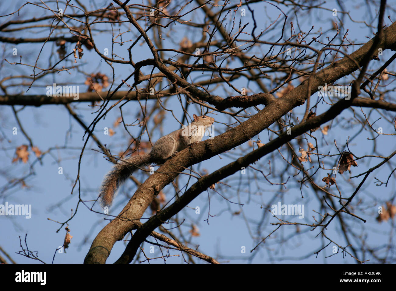 Squirrel running on a tree Stock Photo