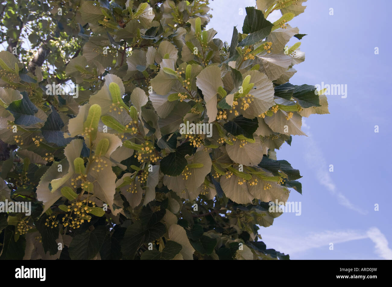 White Mulberry Morus alba leaves and flower, sunny day, bright colour, nice sky - yep Stock Photo