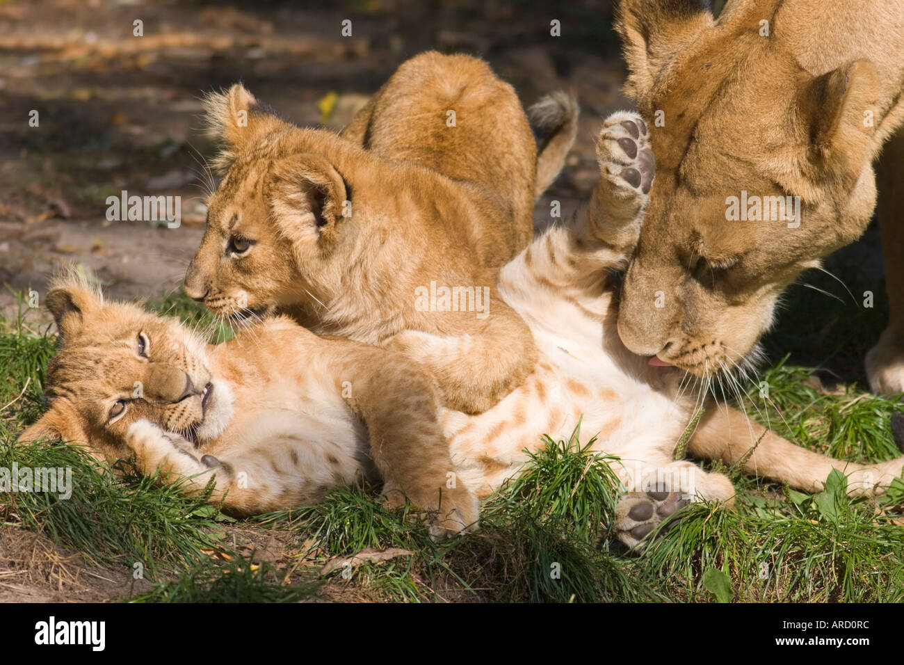 Two 14 weeks old male baby lions (panthera leo) playing in the Muenster zoo, watched by their mother Stock Photo