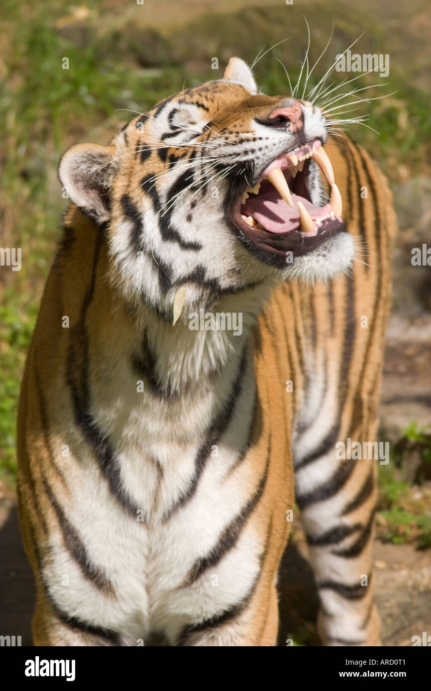 Tiger Canine Teeth High Resolution Stock Photography and Images - Alamy