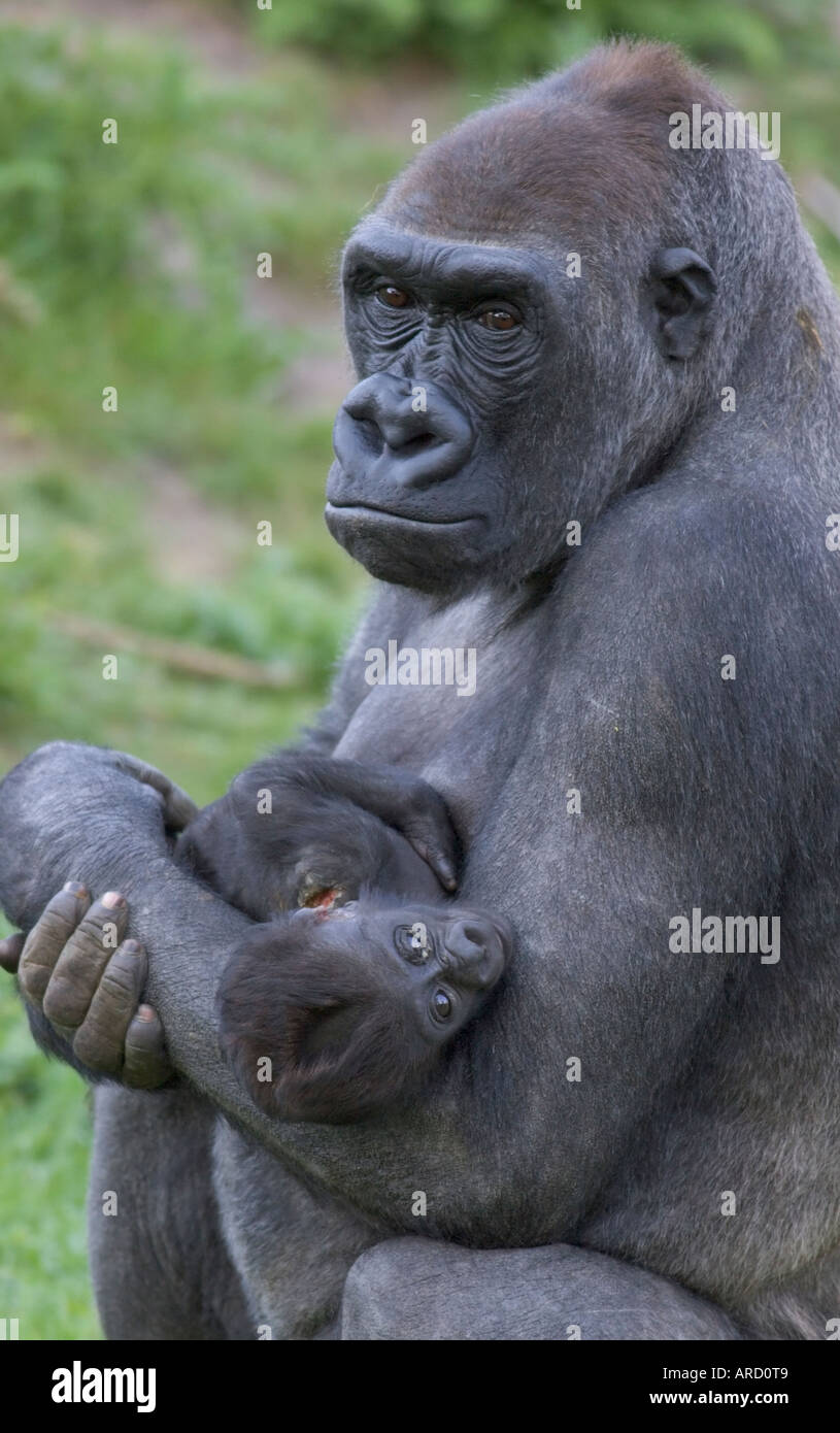 A nine weeks old gorilla baby (gorilla gorilla) is being held by