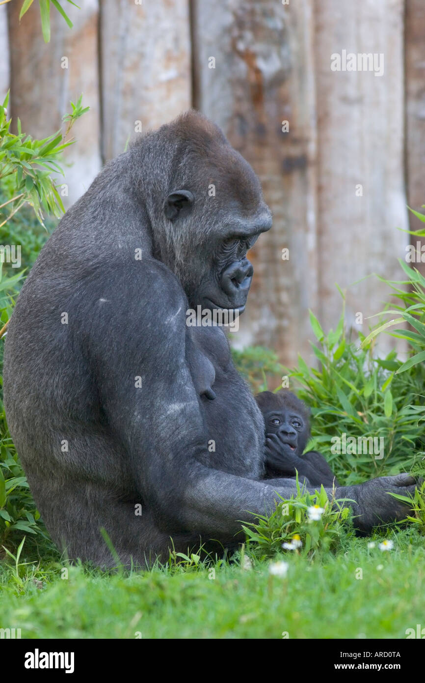 A nine weeks old gorilla baby (gorilla gorilla) is being held by