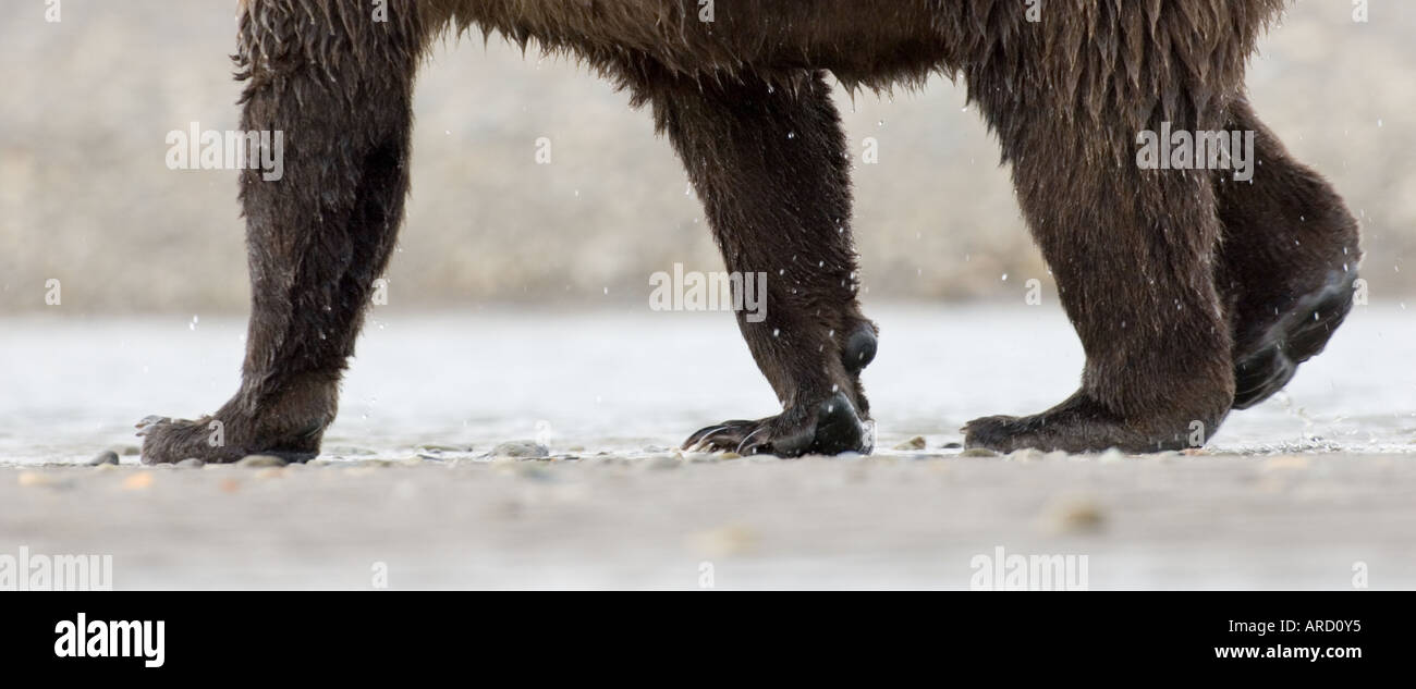 Brown Bear  Ursos arctos  Hallo Bay  Katmai Alaska Stock Photo