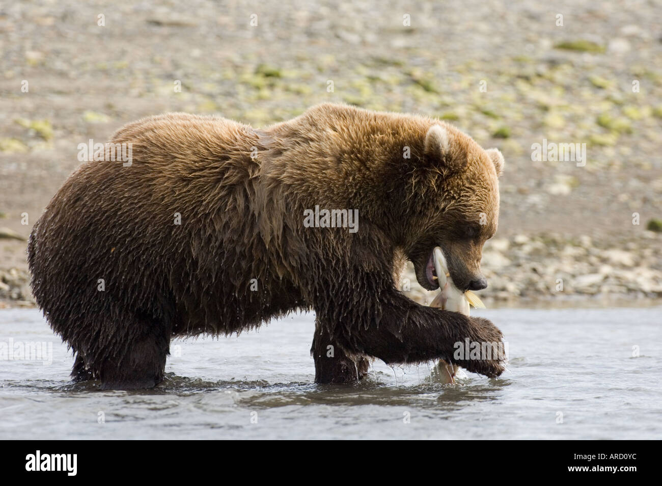 Brown Bear, Ursos arctos  eating salmon Hallo Bay, Katmai, Alaska, USA Stock Photo