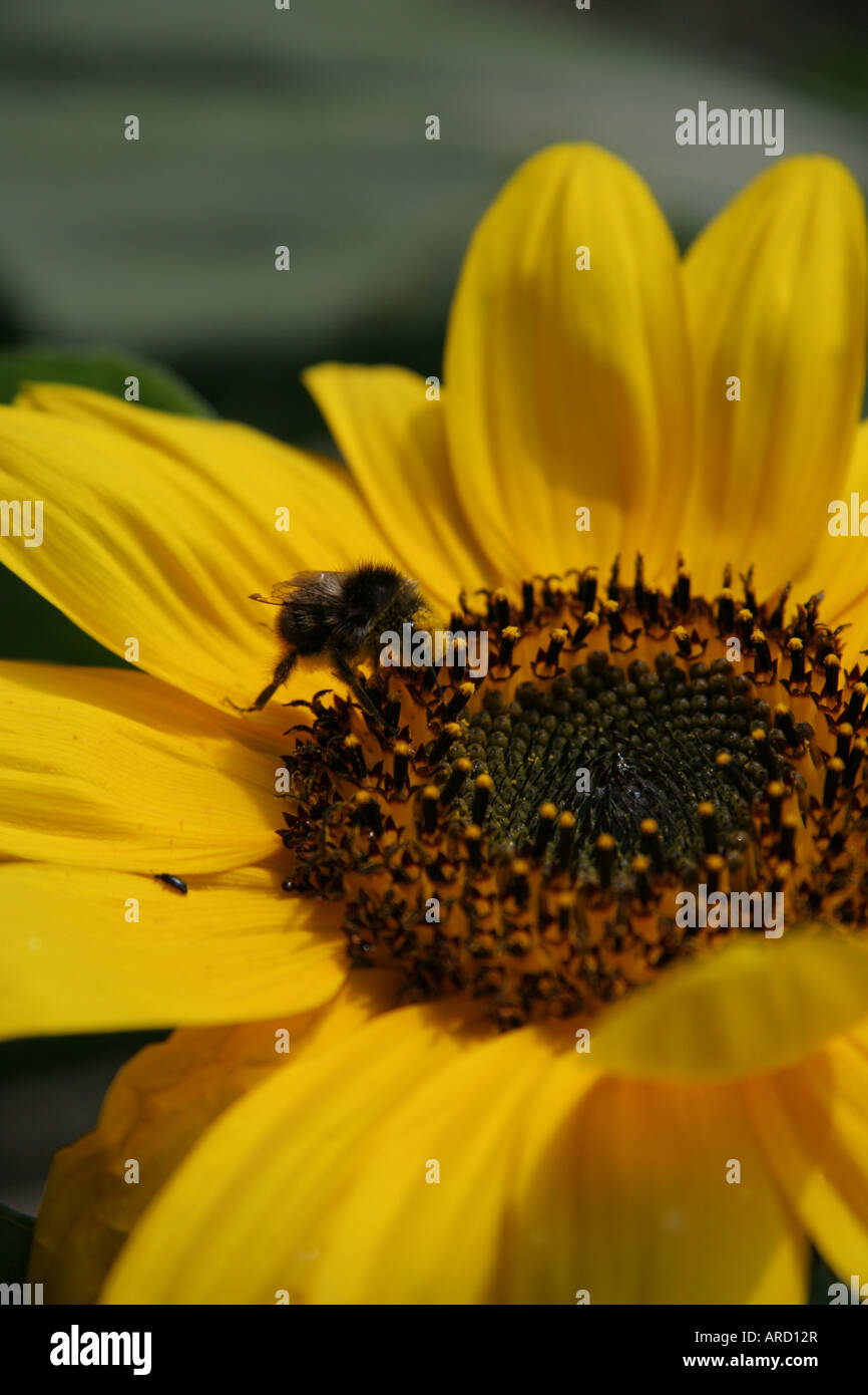 Bee collecting pollen from golden sunflower Stock Photo - Alamy