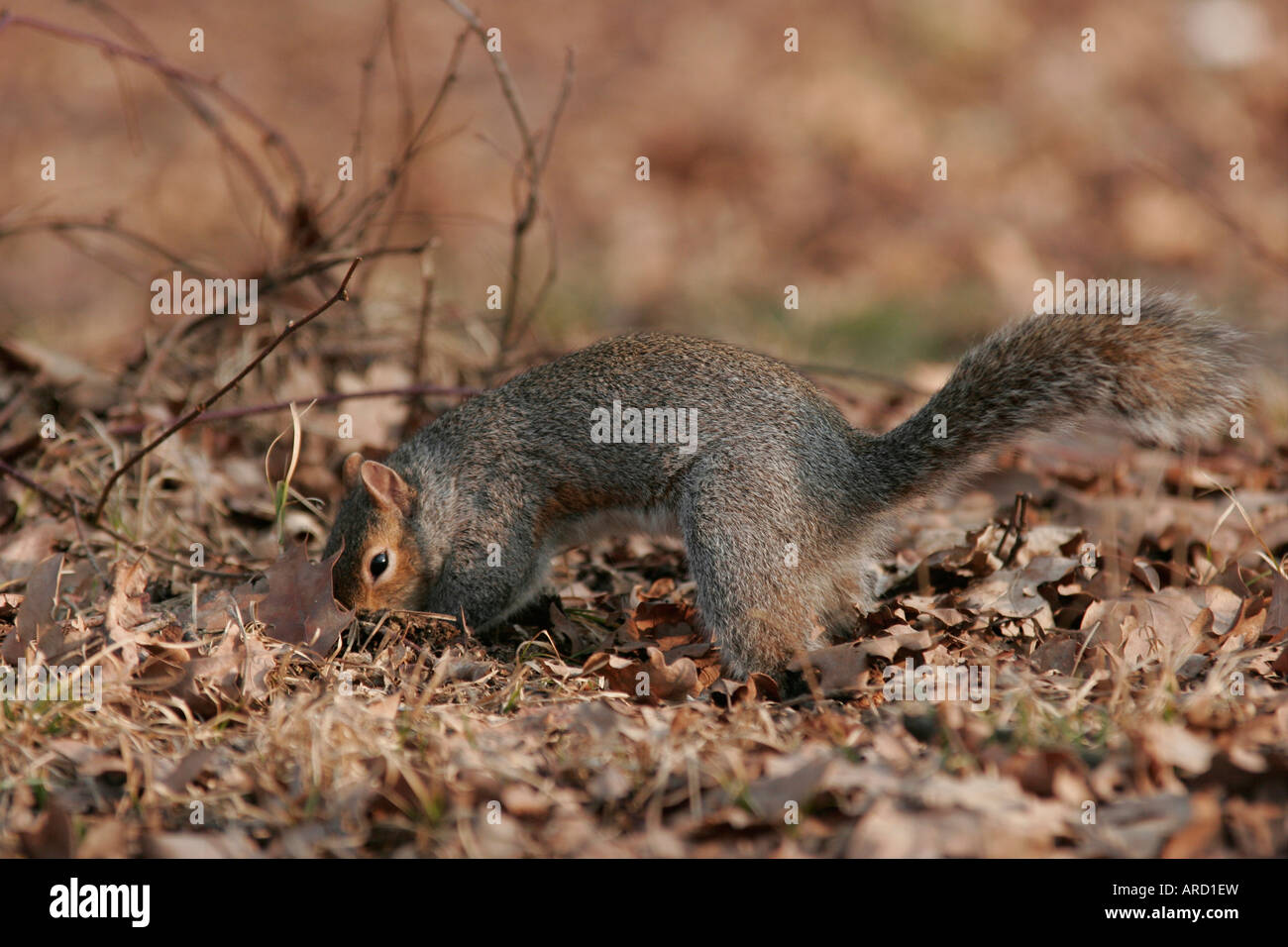 Squirrel digging the land to seeking an acorn Stock Photo Alamy