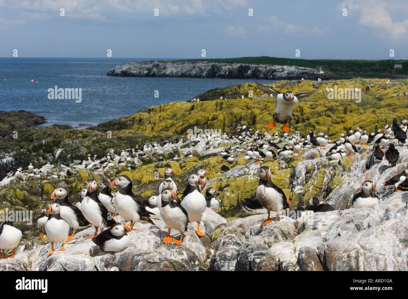 Puffins, Fratercula arctica, Staple Island, Farne Islands, Northumberland, June Stock Photo