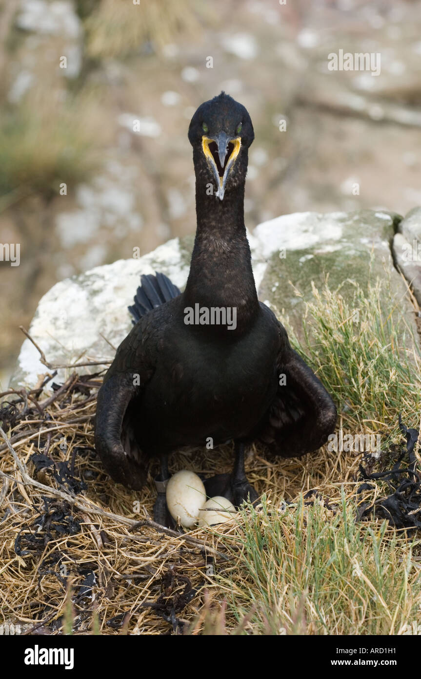 Shag, Phalacrocorax carbo on nest, Staple Island, Farne Islands, Northumberland, UK Stock Photo