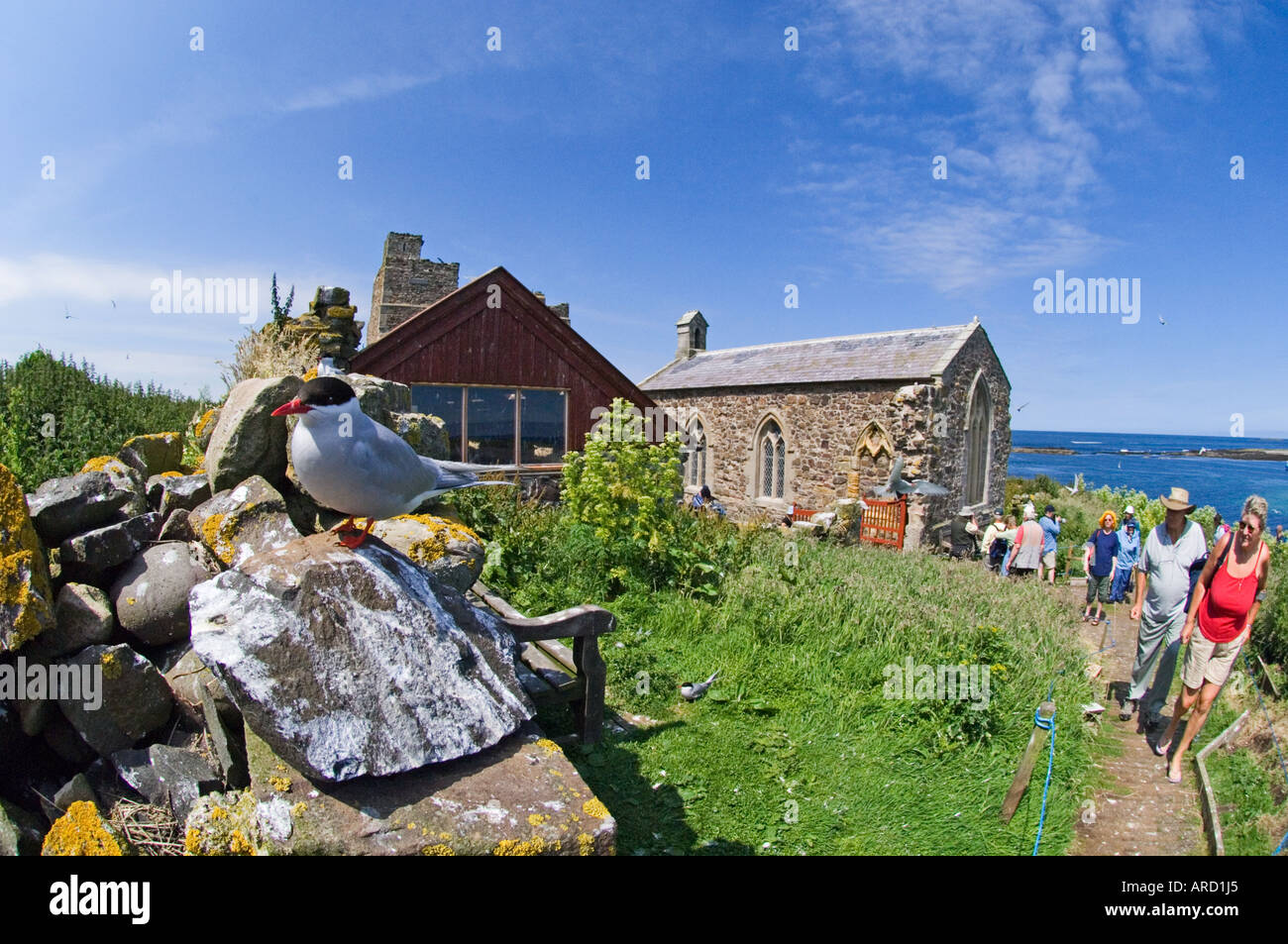 Arctic Tern and chapel in background, Inner Farne, Farne Islands, Northumberland, UK, summer Stock Photo