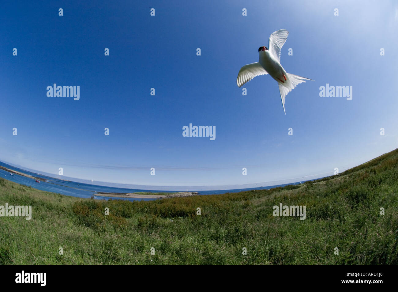 Arctic Tern, Sterna paradisaea, Inner Farne, Farne Islands, Northumberland, UK summer Stock Photo