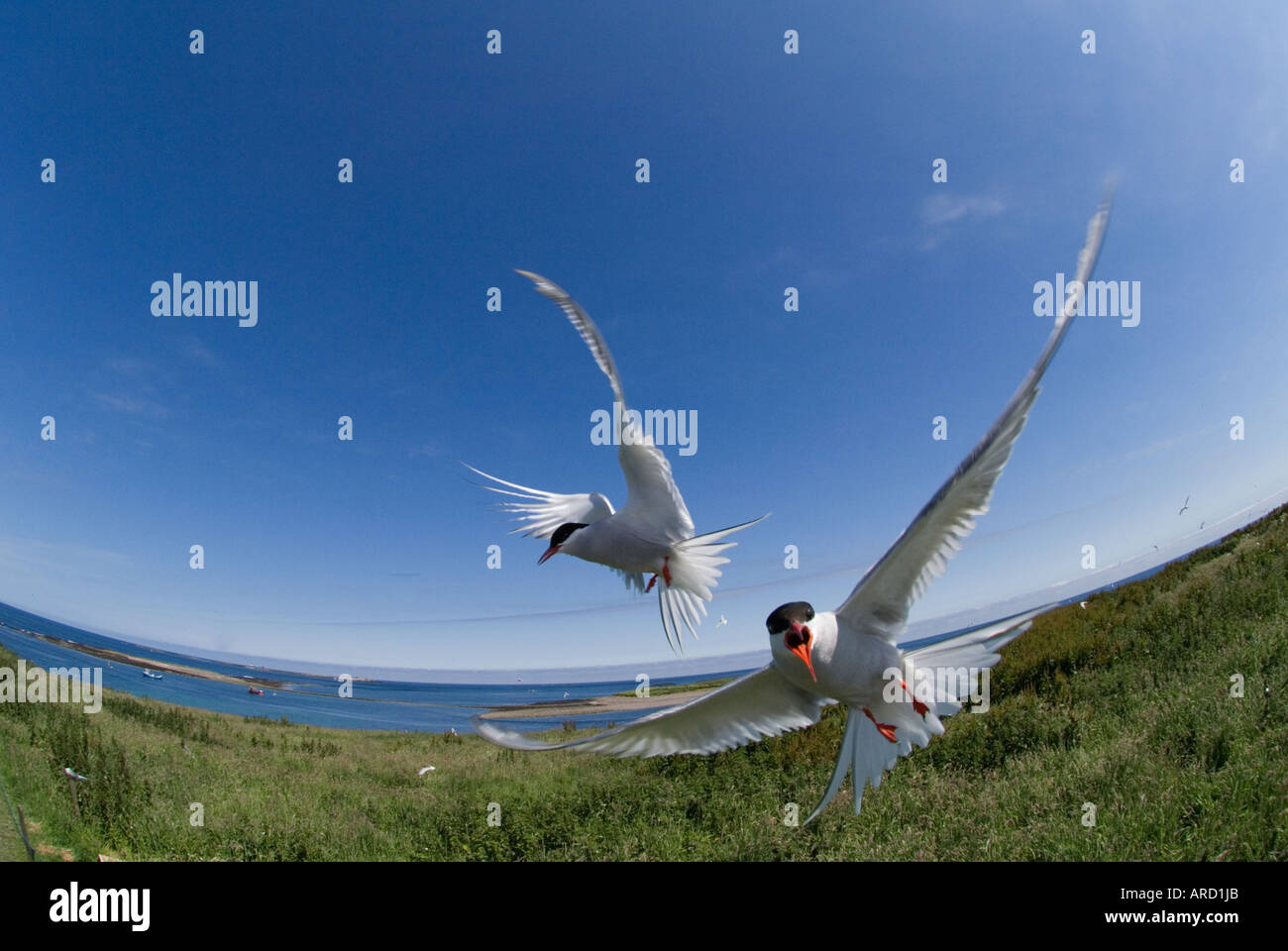 Arctic Terns, Sterna paradisaea, Inner Farne, Farne Islands, Northumberland, UK summer Stock Photo