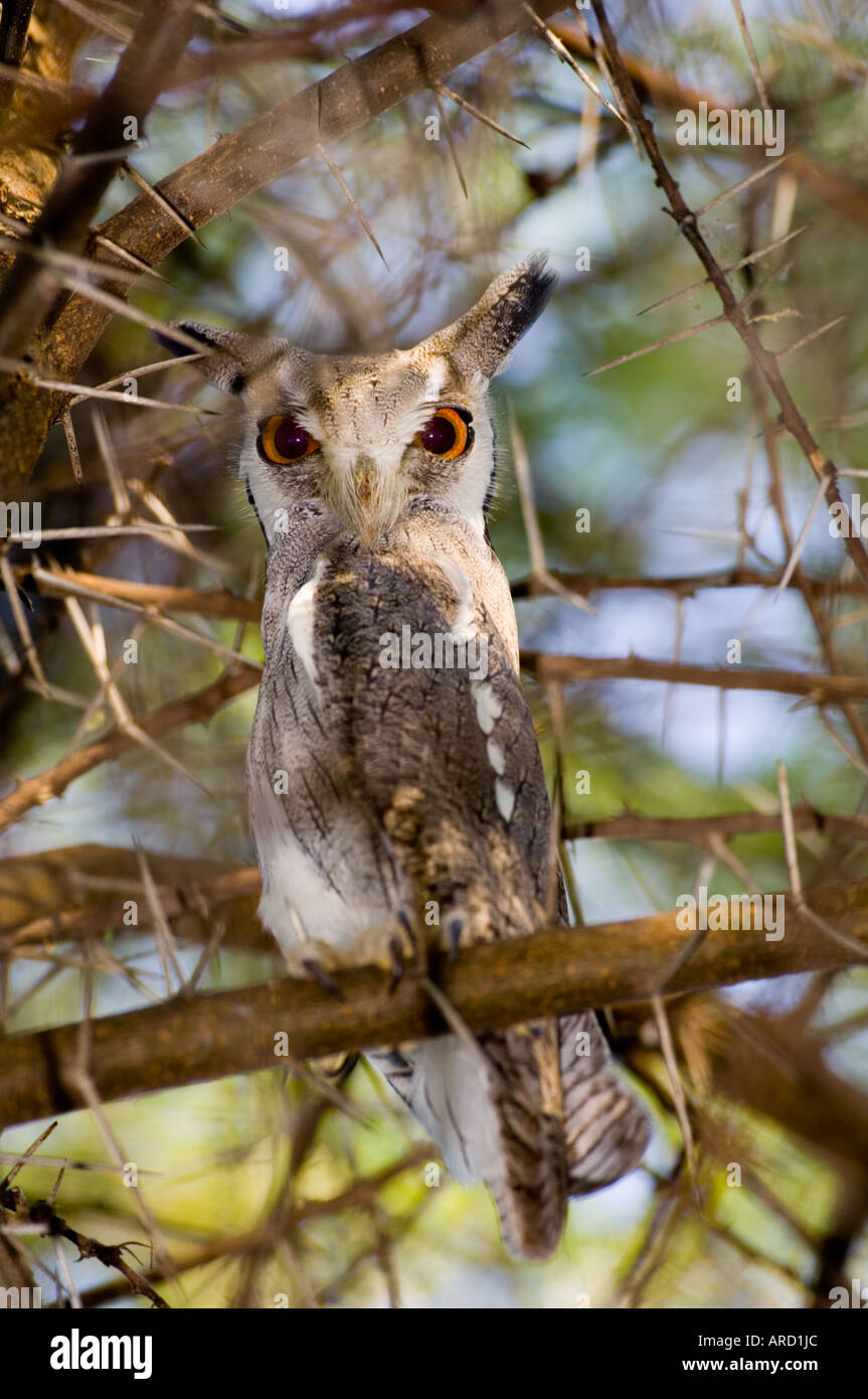White-faced Scops Owl Lake Baringo Kenya Stock Photo