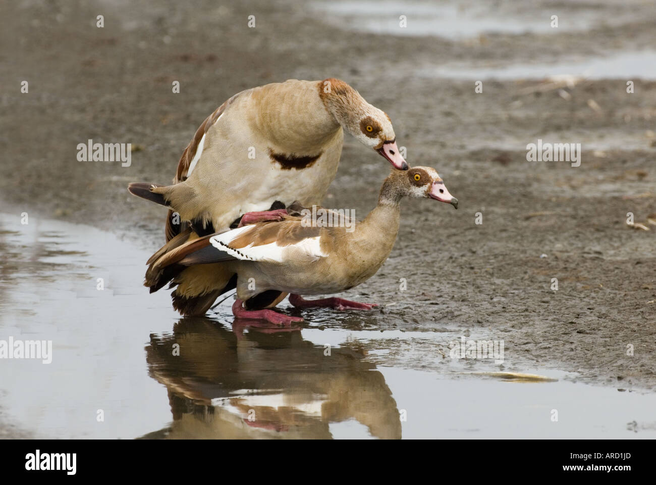 Egyptian Geese mating Lake Nakuru Kenya Stock Photo Alamy