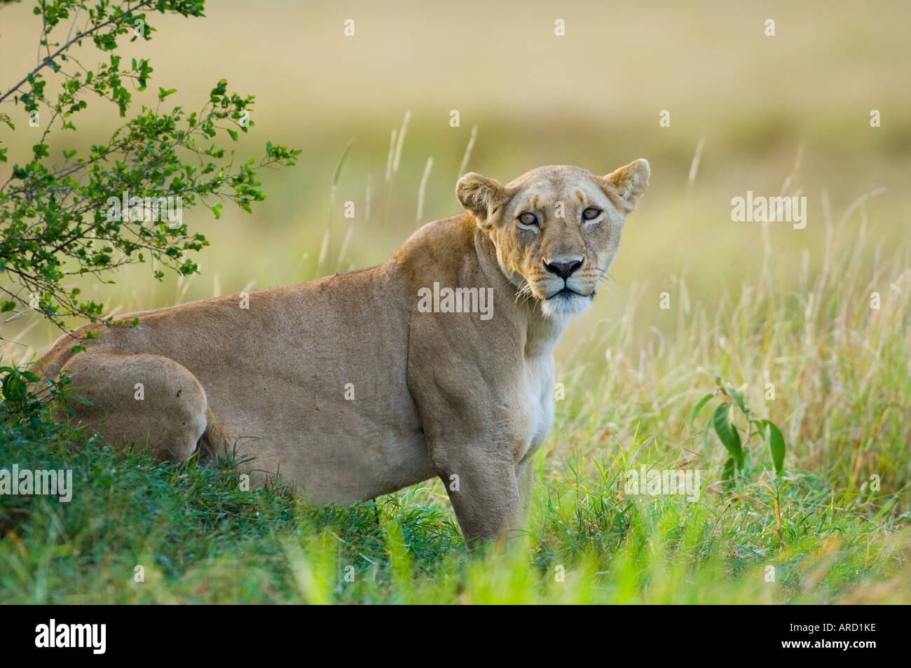 Lioness Panthera leo Masai Mara Kenya Stock Photo - Alamy