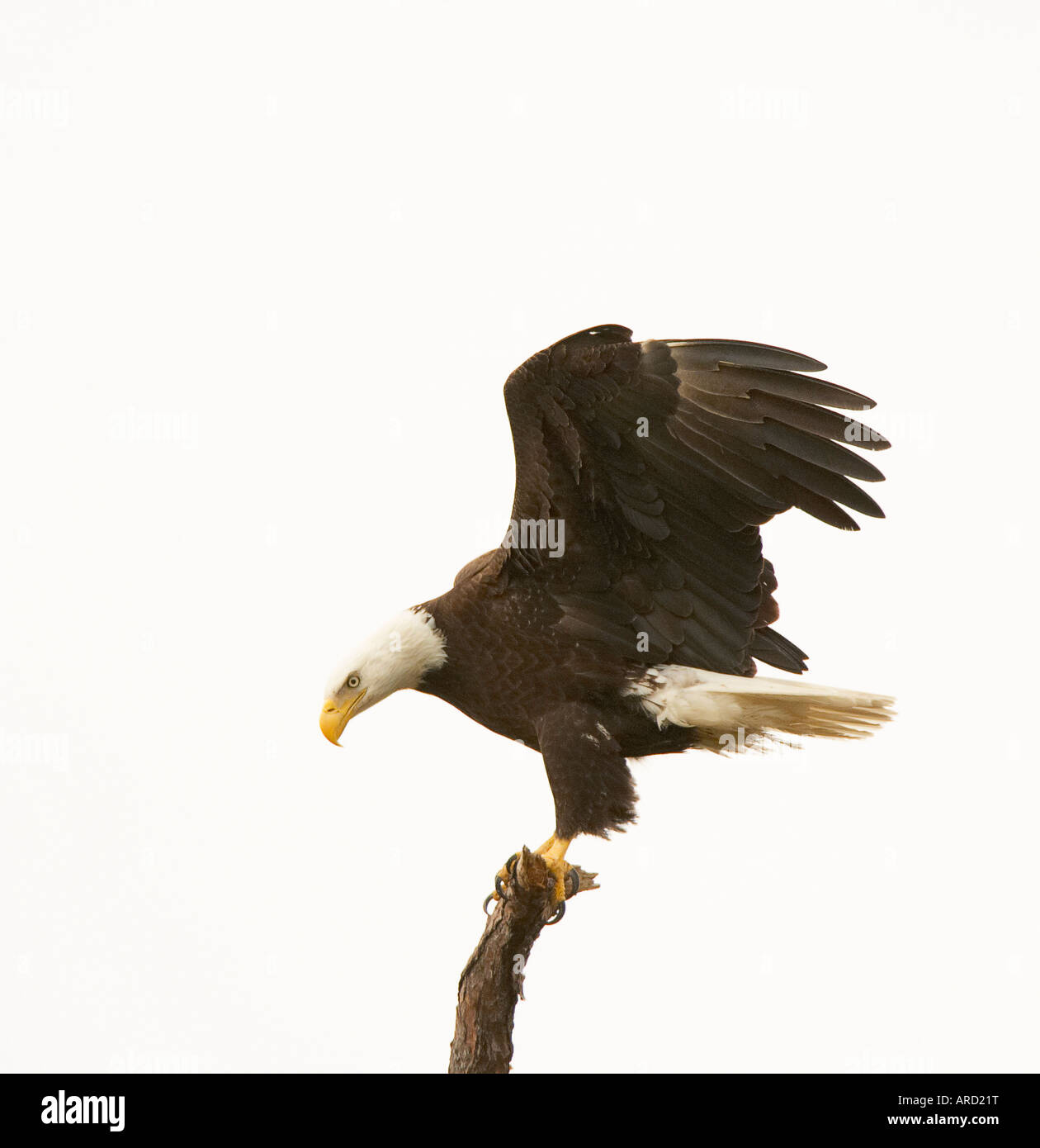 Bald Eagle in Florida Stock Photo Alamy