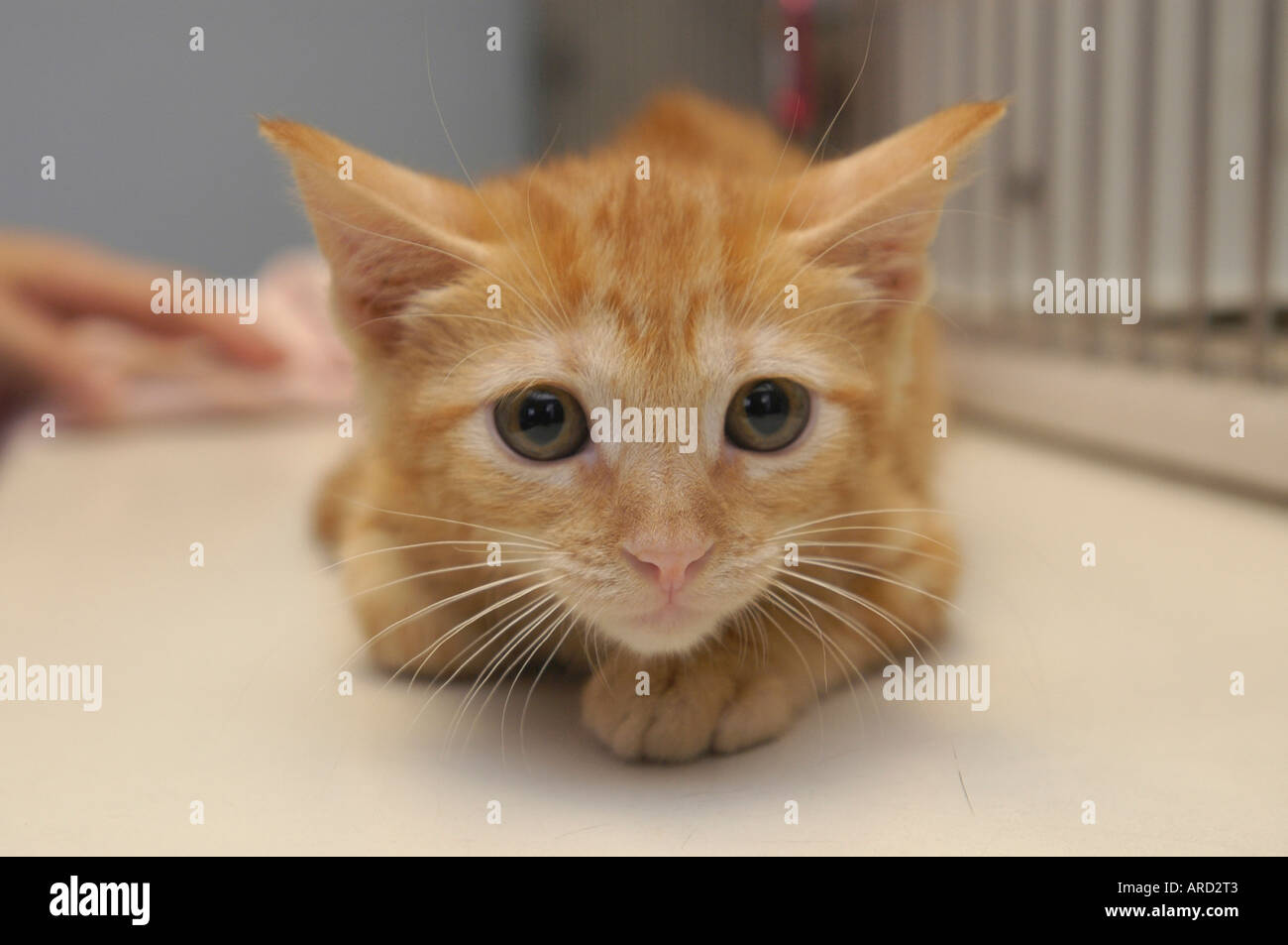 City Critters cat rescue organization rescued cats up for