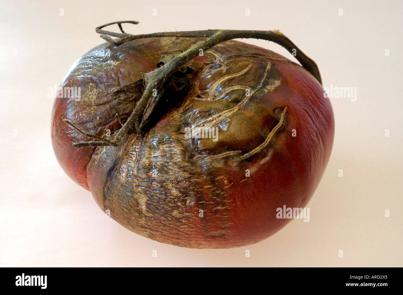 Heirloom tomato ugly hires stock photography and images Alamy