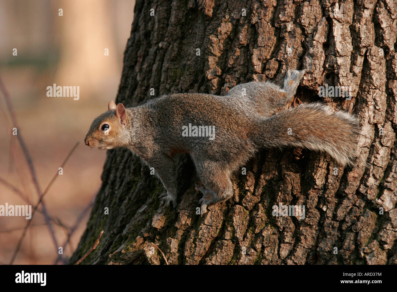 Squirrel watching around against a tree in a park Stock Photo