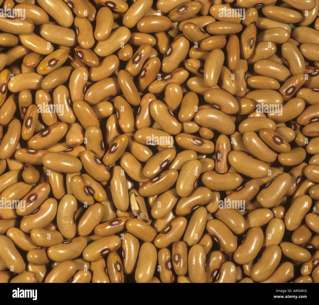 Green or French bean seeds for planting Stock Photo - Alamy