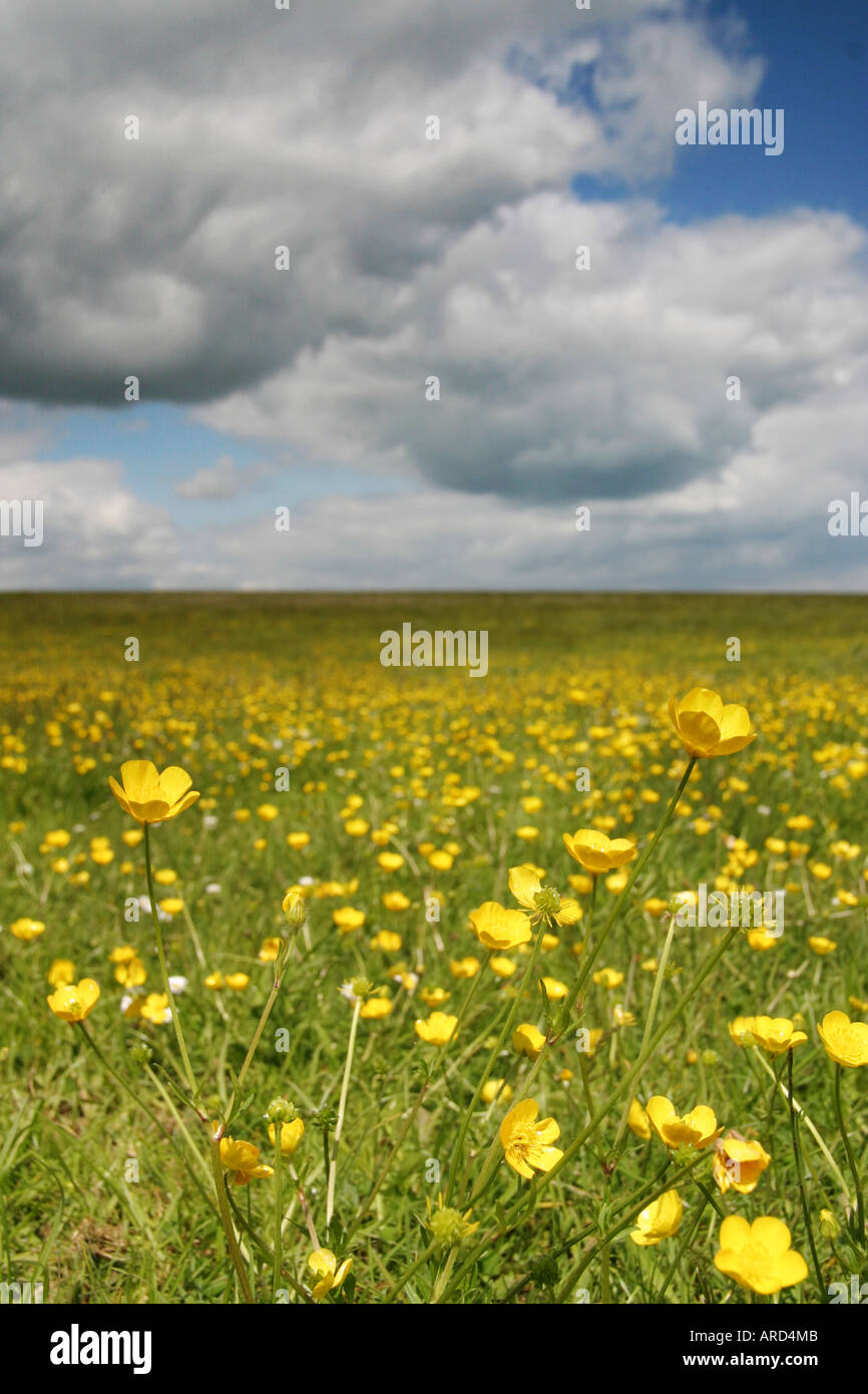 field of buttercups Stock Photo