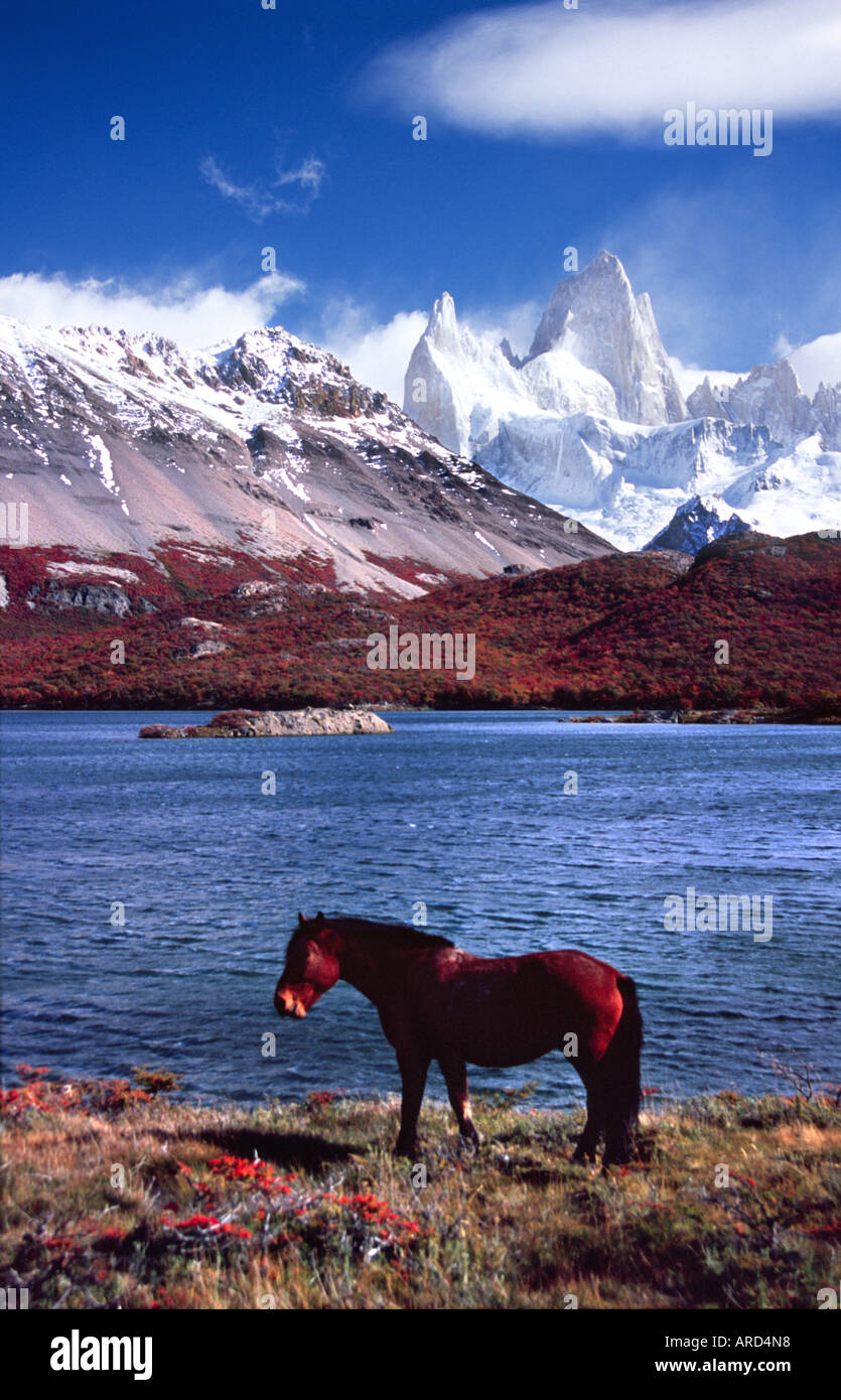 Horse and Mt Fitz Roy from Laguna Capri, Parque Nacional los Glaciares, Patagonia, Argentina. Stock Photo