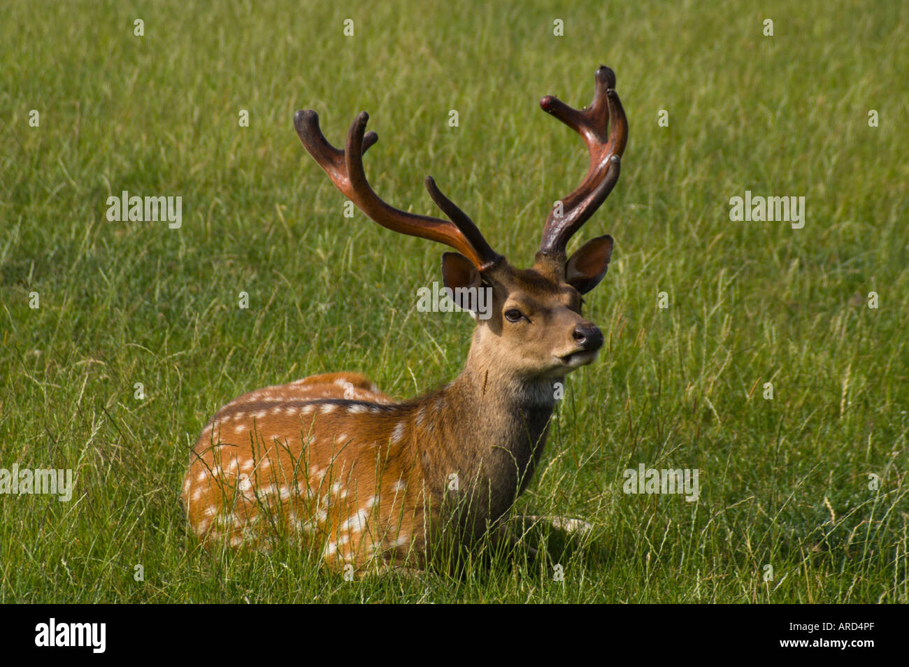 Jedforest Deer Farm visitor attraction in Scottish Borders near