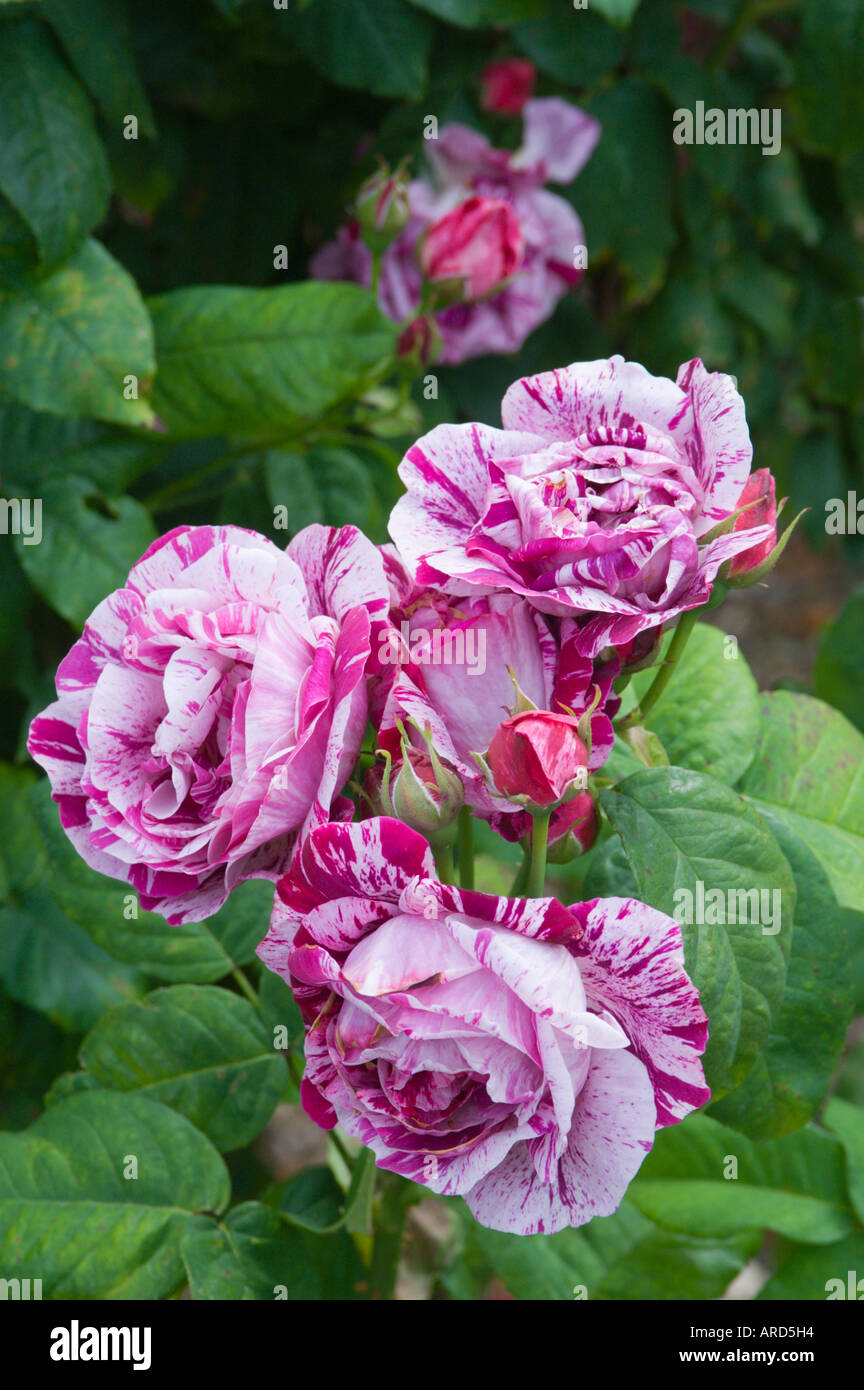 South west Ireland West Cork rose Ferdinand and Richard Stock Photo - Alamy