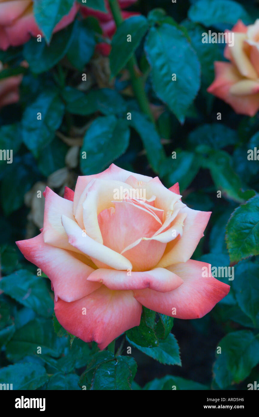 Remember me rose garden hires stock photography and images Alamy