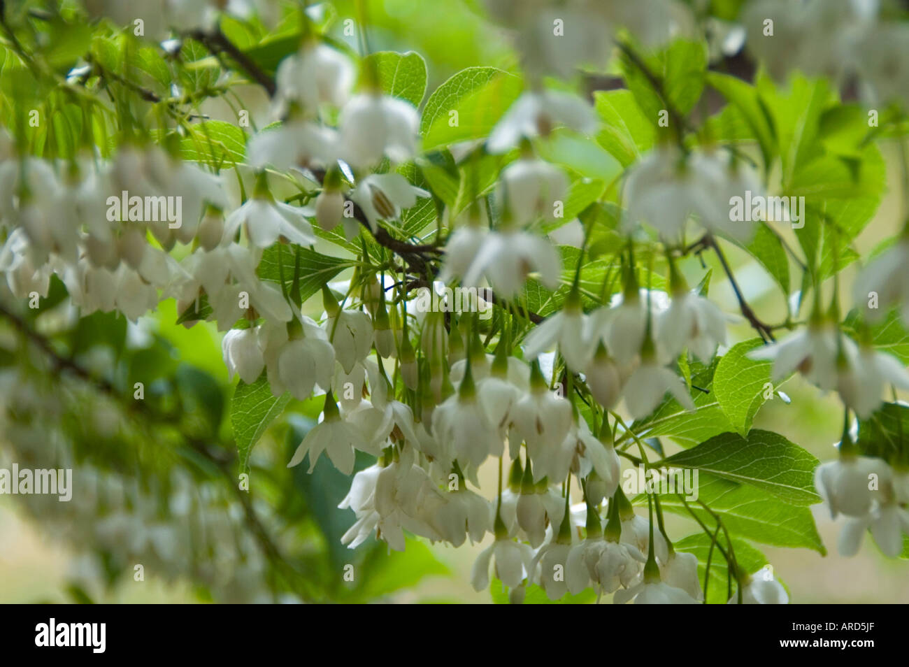 South west Ireland West Cork Fota Gardens Snowbell tree from China - Styrax hemsleyana Stock Photo