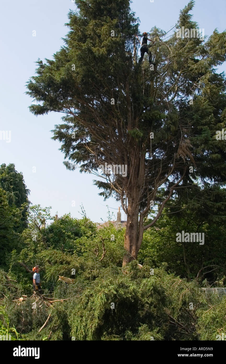 Felling garden trees to clear a single housing plot for building on part of an old garden in the Scottish Borders UK Stock Photo