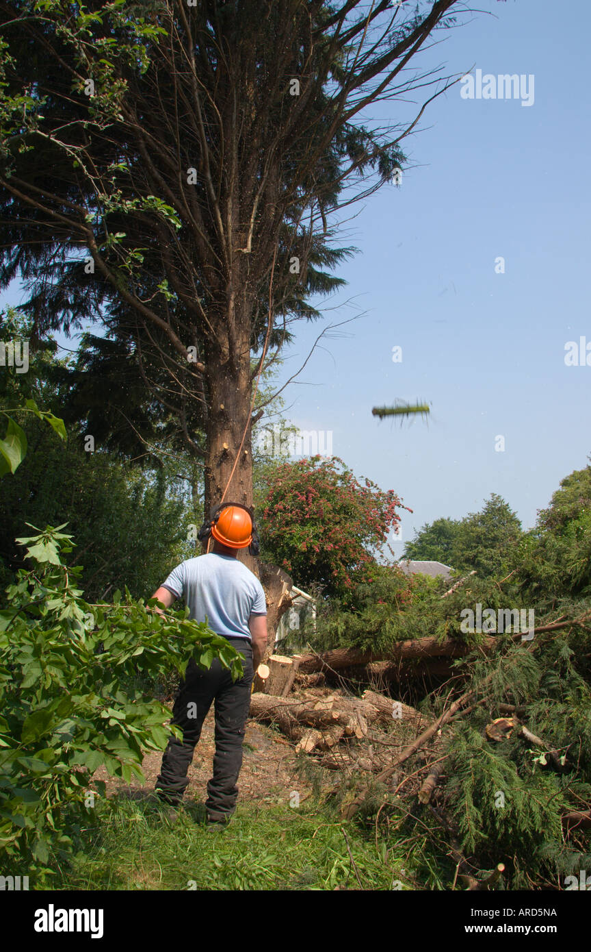 Felling garden trees to clear a single housing plot for building on part of an old garden in the Scottish Borders UK Stock Photo