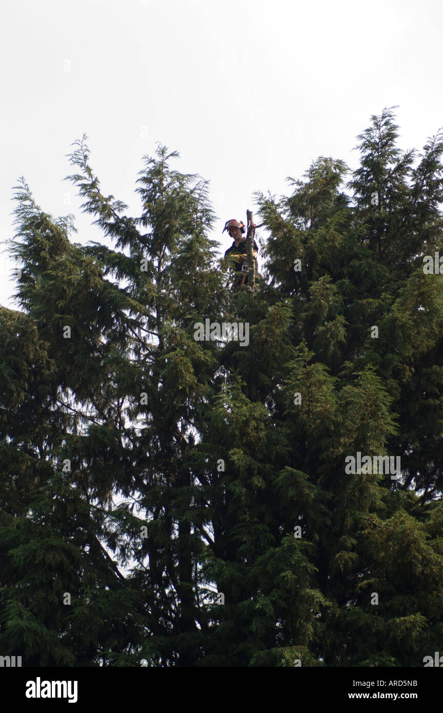 Felling garden trees to clear a single housing plot for building on part of an old garden in the Scottish Borders UK Stock Photo