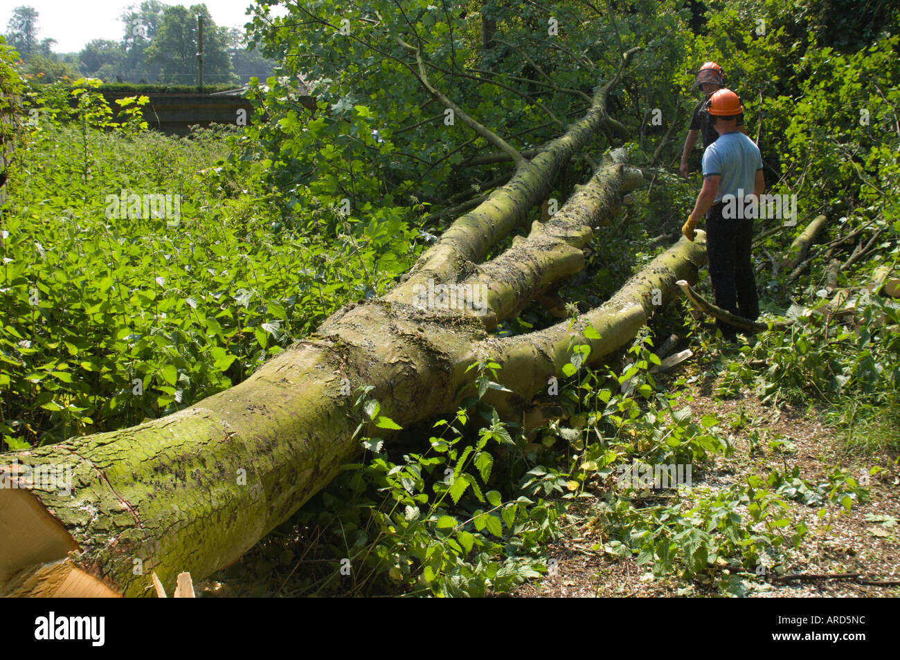 Felling garden trees to clear a single housing plot for building on part of an old garden in the Scottish Borders UK Stock Photo