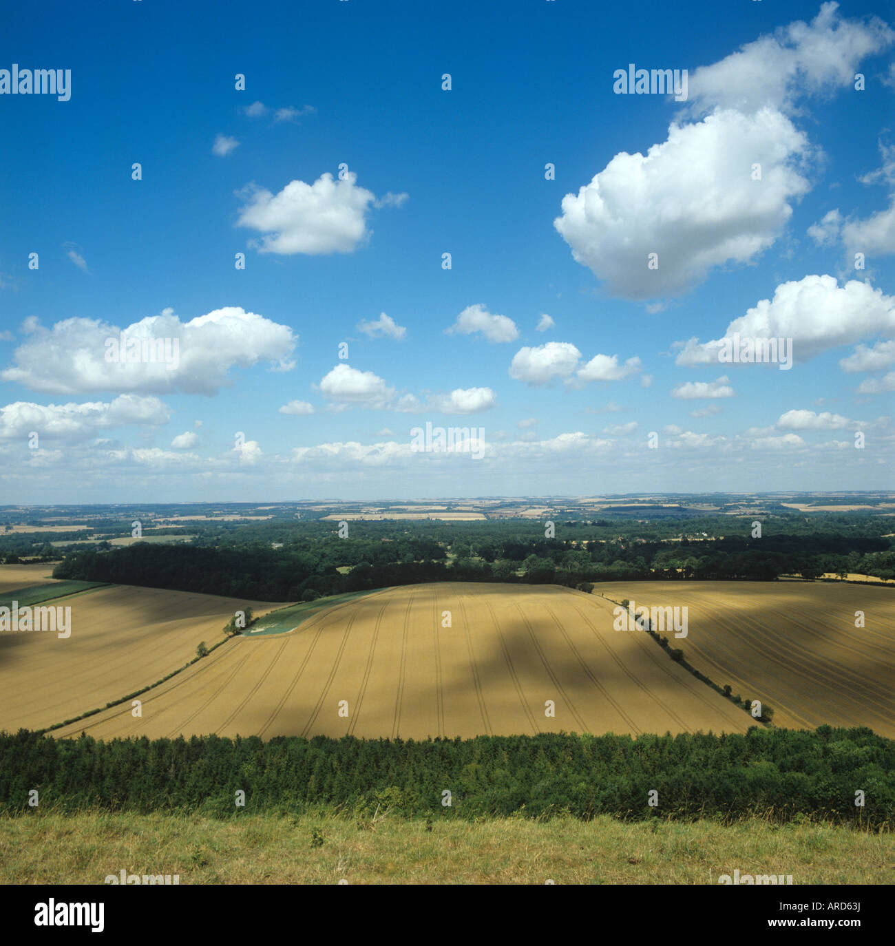 Downland overview of ripe wheat crops and mixed summer landscape with blue sky and clouds Stock Photo