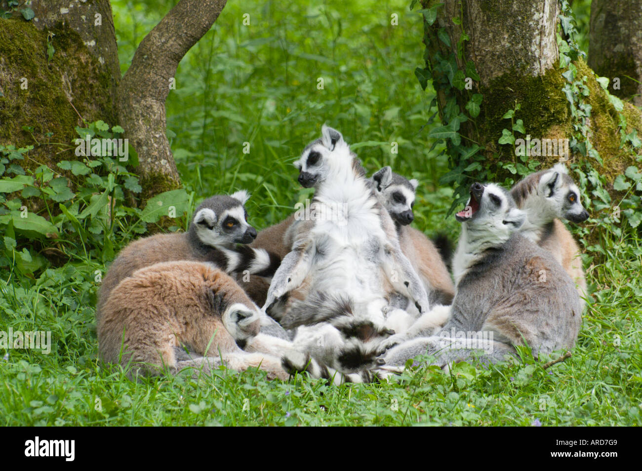 South west Ireland Cork Fota Wildlife Park zoo on Fota Island a family of ringtailed lemurs