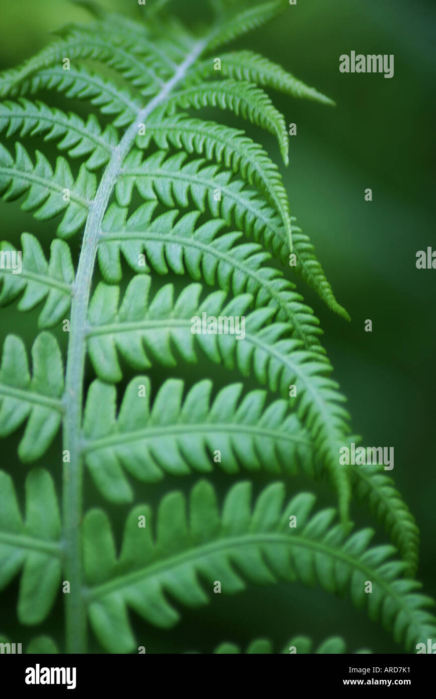 Close up fern hi-res stock photography and images - Alamy