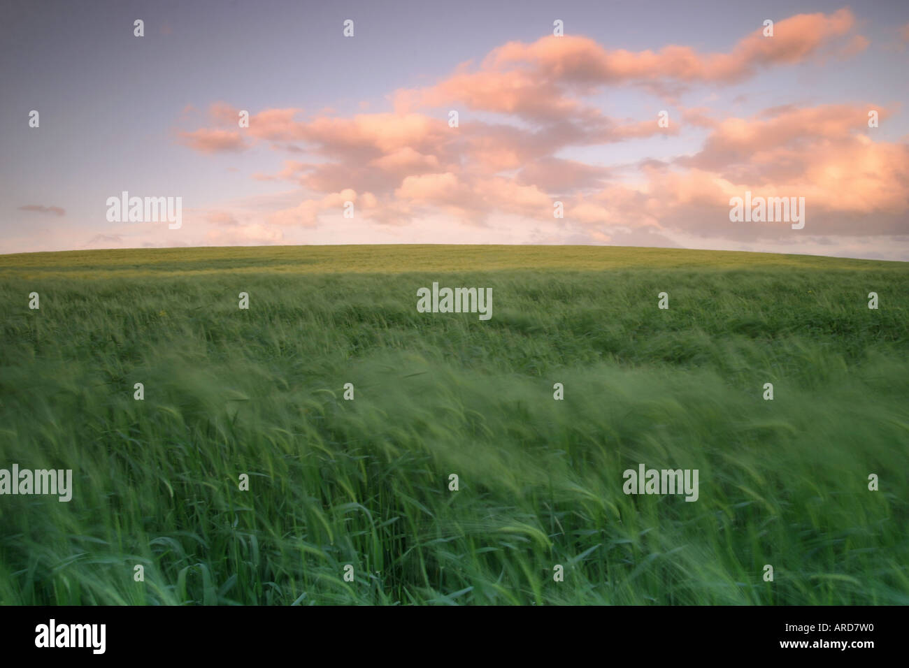 wheat field blowing in the breeze Stock Photo - Alamy