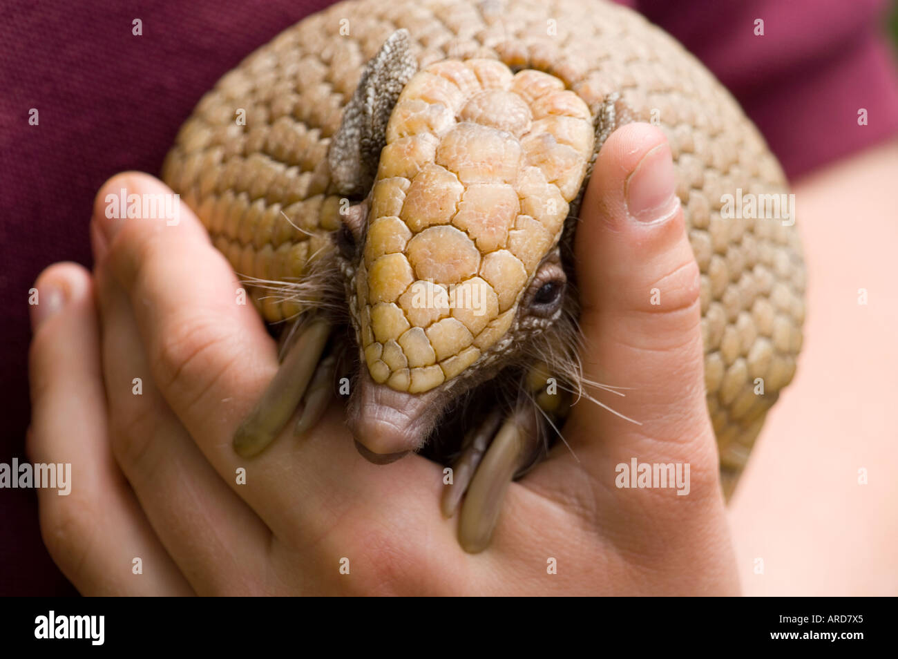 Edinburgh Zoo a keeper holds a young armadillo Stock Photo