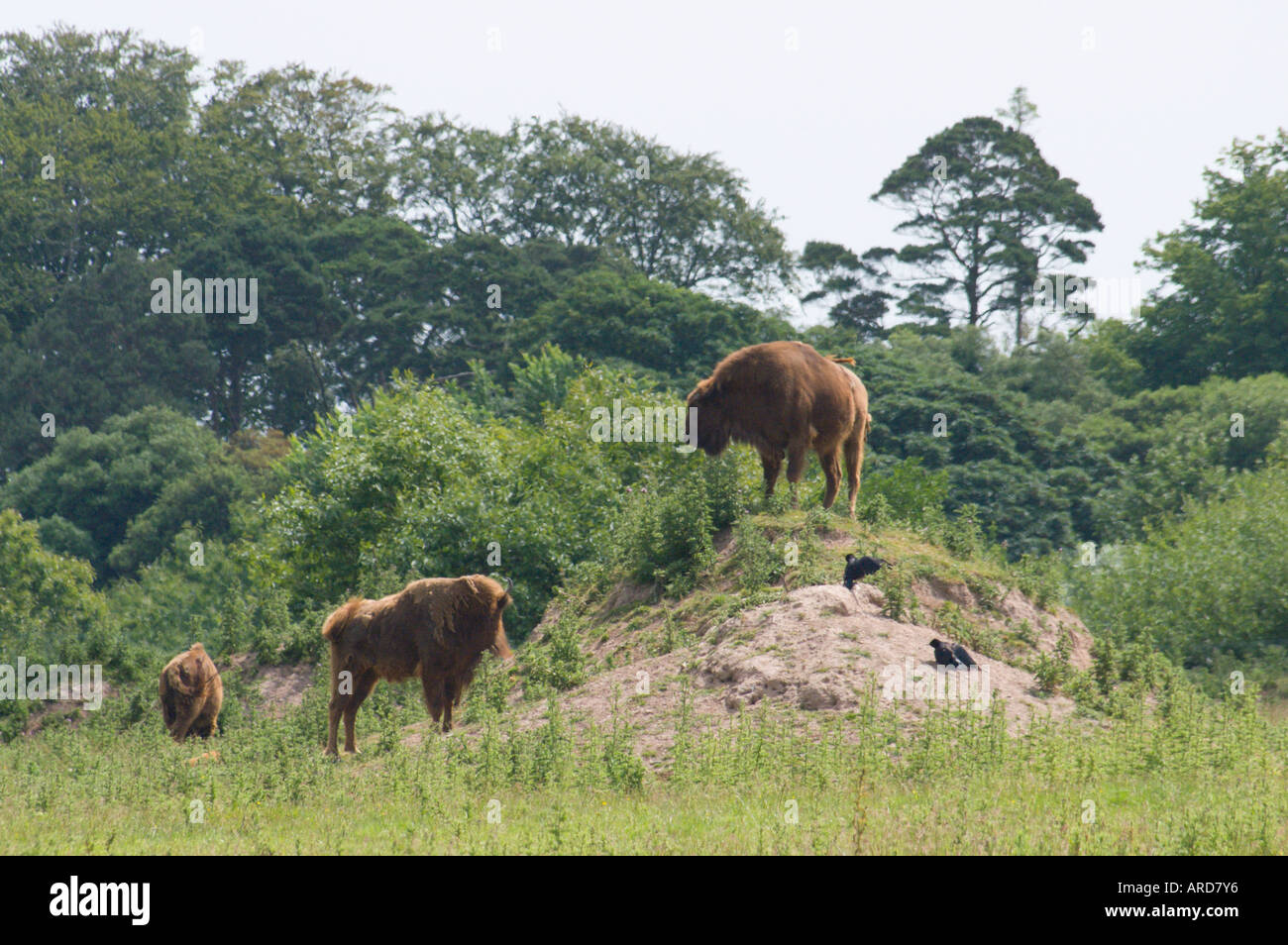 South west Ireland Cork Fota Wildlife Park zoo on Fota Island bison on