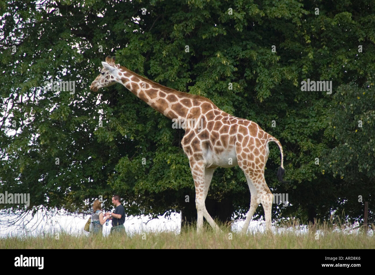 South west Ireland Cork Fota Wildlife Park zoo on Fota Island giraffe