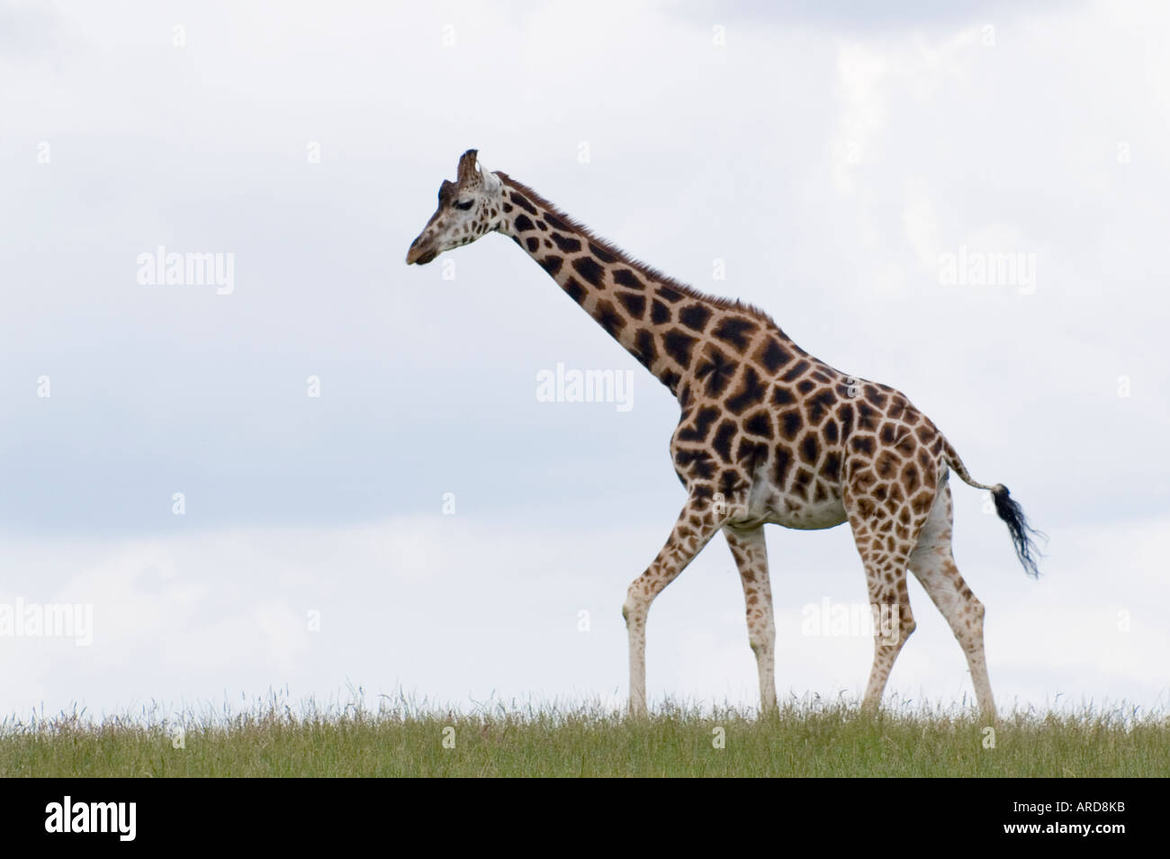 South west Ireland Cork Fota Wildlife Park zoo on Fota Island giraffe